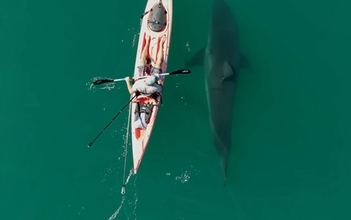 「また会えた！」よく見かけるホホジロザメがカヤックに近づき並んで泳ぐ、奇跡の光景