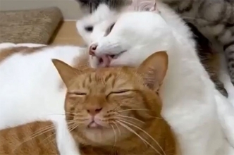 幸せ四重奏、猫が猫を舐め、その猫が猫を舐めるグルーミング連鎖