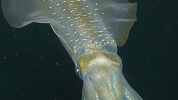 このまま海が酸性化すると、イカの脳がほぼ50%縮小する可能性