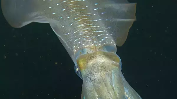 このまま海が酸性化すると、イカの脳がほぼ50%縮小する可能性