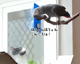 窓際にやってきた猫におしゃべりするヨウム。「こんにちはネコちゃん、どこからきたの？」