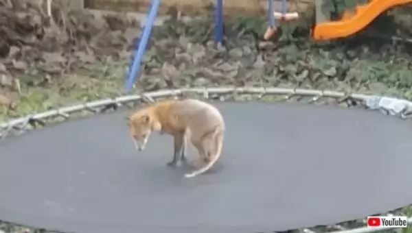 皮膚病の狐がジャンプ、ジャンプ？庭に置いたトランポリンで、狐が遊んでいるように見えたのだが…