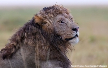 イケメンですね。タテガミがカールしている珍しい巻き毛ライオンが激写される