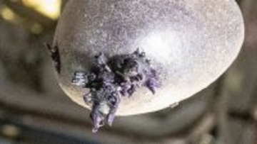 国際宇宙ステーションにエイリアンが出没？不気味な触手生命体の正体とは？