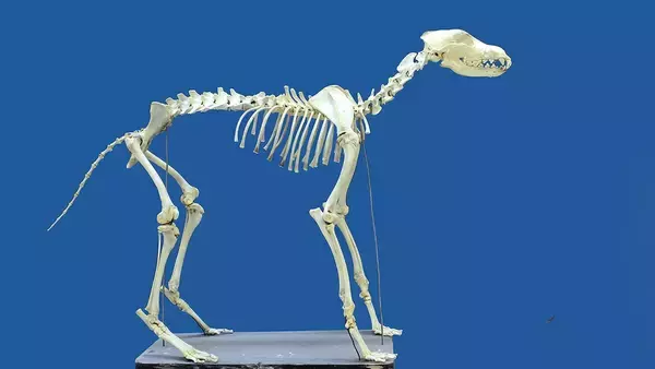骨格標本を傷つけず短期間できれいにするお掃除役、「スーパーワーム」を発見