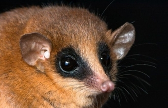 うれしい有袋類、ペルーのアンデス山中で新種のオポッサムの仲間が発見される