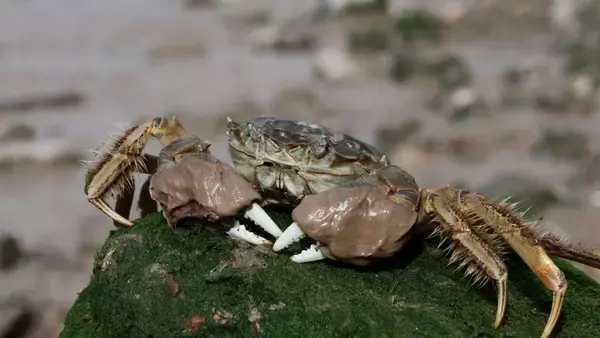 驚異の外来種「チュウゴクモクズガニ（上海蟹）」が世界各地に侵略し堤防崩壊を招く