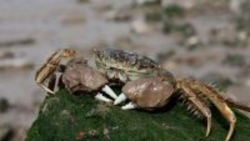 驚異の外来種「チュウゴクモクズガニ（上海蟹）」が世界各地に侵略し堤防崩壊を招く