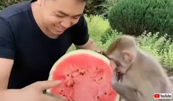 夏といえばこの果物！行儀の良いおサルさん、スイカを切ってもらえるのをワクテカで待つ