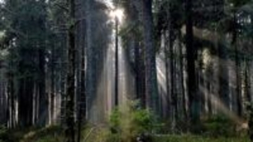 植林に取り組んだアメリカ東部の地域が、回復した森林によって気候変動から守られていることが明らかに
