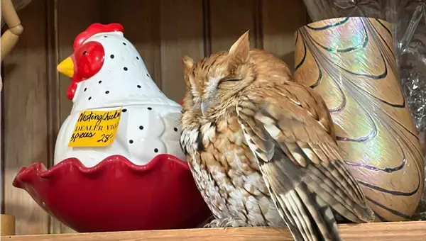 ニワトリの隣で本物のフクロウがちょこん。アンティーク店に迷い込んだ後、無事保護される