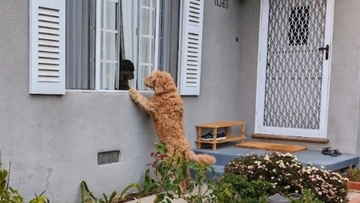 引っ越してすぐ、真っ先に挨拶に来た隣人の犬のコミュ力の高さにびっくり！