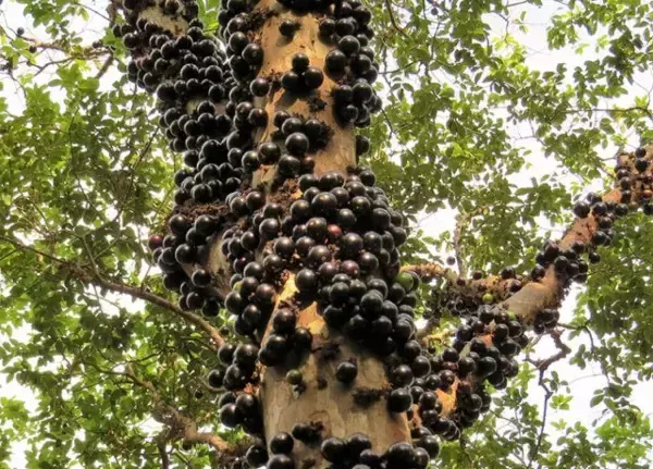 木の幹から大量のつぶつぶの実！不思議でおいしいフルーツ「ジャボチカバ」