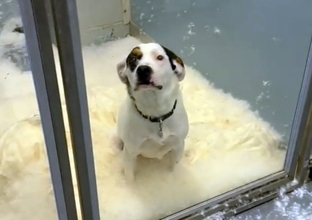 スノードームかな？ケージの中を雪景色に変えたいたずらっ子な保護犬