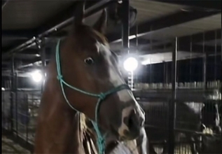 「似てるけどなんか違う」始めてシマウマを見た馬の反応が話題に