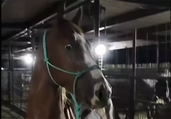 「似てるけどなんか違う」始めてシマウマを見た馬の反応が話題に