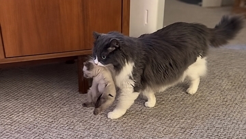 こっちの方が楽しいぞ！預かった子猫を口にくわえて持ち運ぶ、保育士スキルの高いオス猫