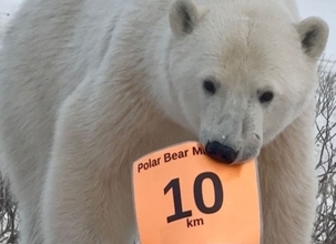カナダのマラソン大会でホッキョクグマが標識を持ち去ってしまう