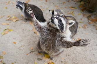 だって楽しいんだもん。アライグマはごほうびがなくてもパズルを解き続ける