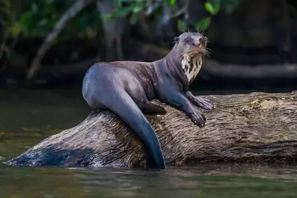 うれしいニュース。絶滅危惧種のオオカワウソに赤ちゃんが3匹誕生（英動物園）