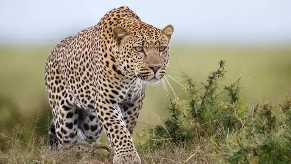 南アフリカのヒョウが半分サイズに小さくなった理由は環境への適応進化