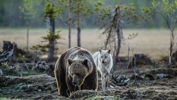 クマとオオカミの子が一緒に遊ぶ、奇跡の光景がアラスカで撮影される