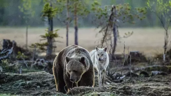 クマとオオカミの子が一緒に遊ぶ、奇跡の光景がアラスカで撮影される
