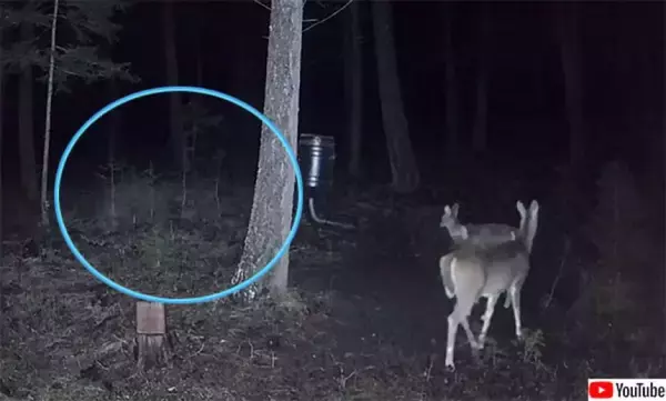 動物の霊