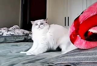 ペットカメラから話しかけた時の猫たちの反応総集編