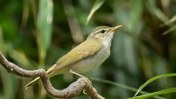 日本で45年ぶりに新種の鳥類を発見、イイジマムシクイと思われていた鳥は別種だった