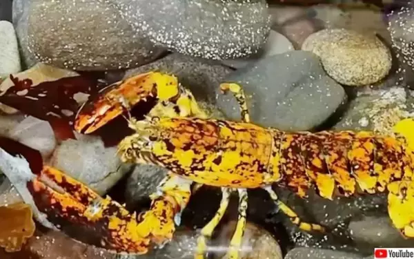 3000万匹に1匹！希少なまだら模様のロブスターが捕獲される