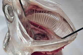 イワシのエラがヒント。マイクロプラスチックを99%除去する洗濯機用フィルターを開発