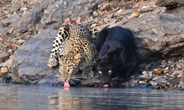 ヒョウとクロヒョウが仲良く並んで水を飲む姿をインドでの保護区で激写