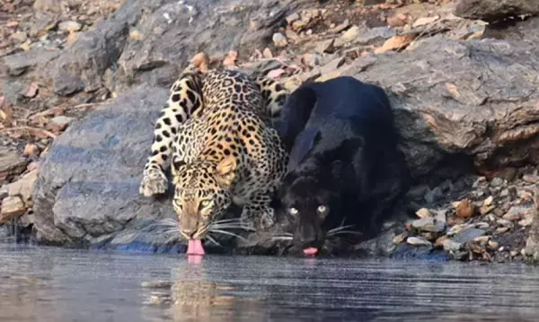 ヒョウとクロヒョウが仲良く並んで水を飲む姿をインドでの保護区で激写