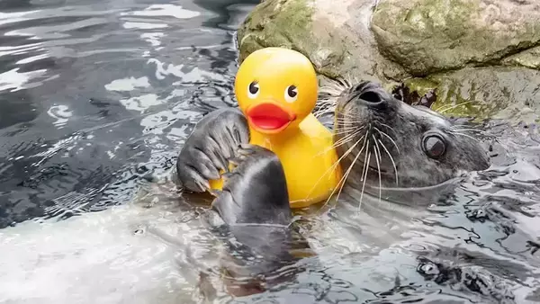 好き好き黄色い子！アヒルのおもちゃに夢中なアザラシ