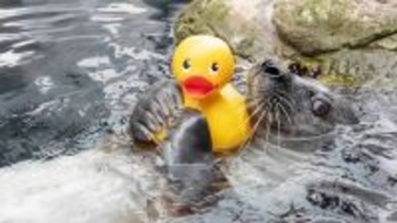 好き好き黄色い子！アヒルのおもちゃに夢中なアザラシ
