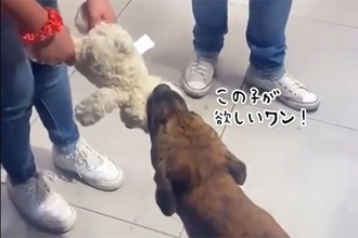 ぬいぐるみを欲しがる野良犬のため、居合わせた人々がお金を出し合いプレゼント