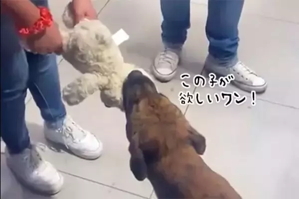ぬいぐるみを欲しがる野良犬のため、居合わせた人々がお金を出し合いプレゼント