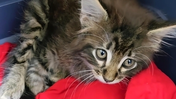 海外版NNNが鳥と提携？タカが落としていった子猫、人間に救われ家族に