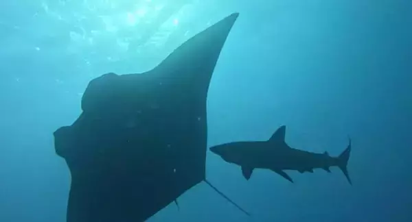 サメが巨大なマンタに体をこすりつけ、お掃除ブラシとして利用していた！