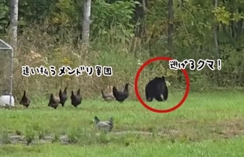 排除せよ！庭に迷い込んだクマを追い払う勇敢なメンドリ軍団。なおオスは傍観