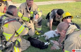 火災に巻き込まれた4匹の猫、消防士たちの必死の蘇生措置で命を救われる