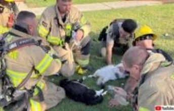 火災に巻き込まれた4匹の猫、消防士たちの必死の蘇生措置で命を救われる