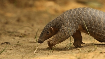 1836年に標本になったセンザンコウ。実は新種だったことが判明