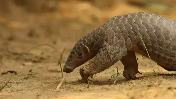 1836年に標本になったセンザンコウ。実は新種だったことが判明
