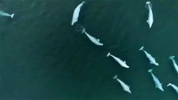 シロイルカの奔放な性生活の理由。近親交配を避け多様な子を残す生存戦略