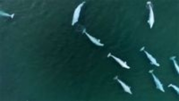 シロイルカの奔放な性生活の理由。近親交配を避け多様な子を残す生存戦略