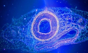 生命の起源の謎に新たな展開、酸素が進化を後押しした可能性