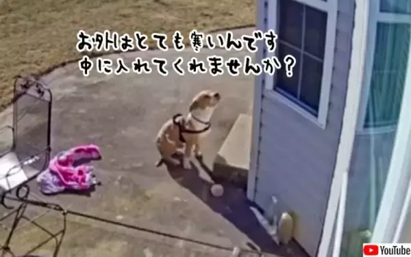 寒さに凍える犬が見知らぬ人の家に助けを求めにやってきた。そこから始まる物語
