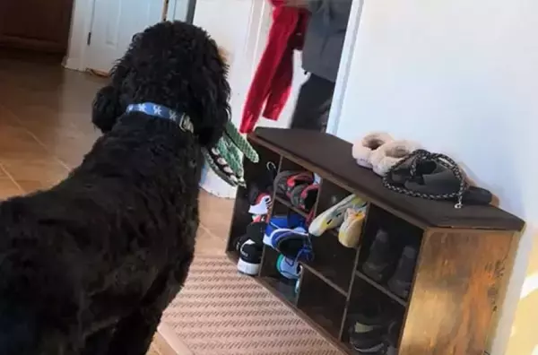 愛犬を亡くした家族が大きな犬を迎え入れ、子供たちにサプライズ。その反応は？